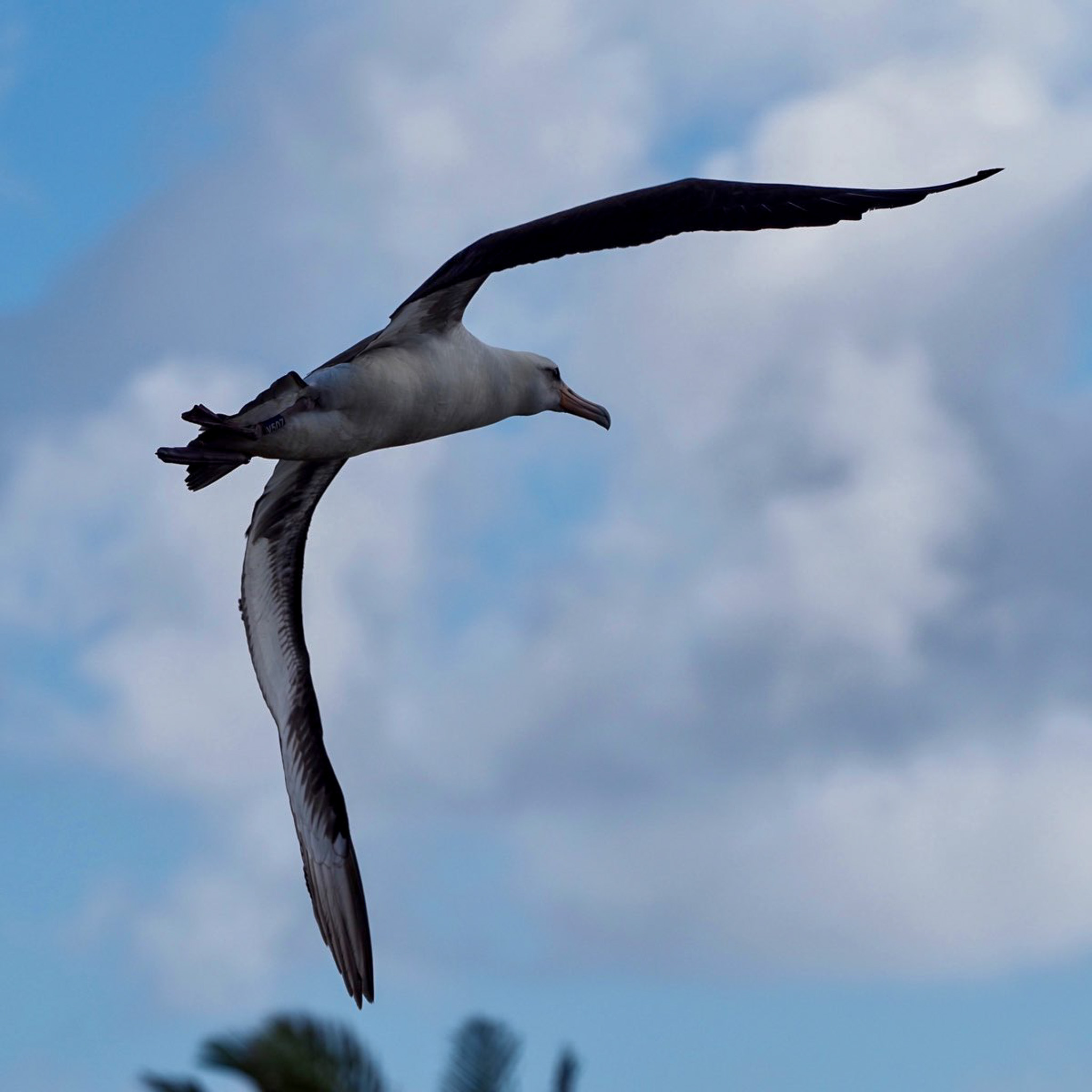 bird hmar