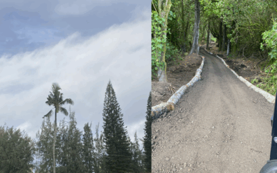 Coconut Rhinoceros Beetle